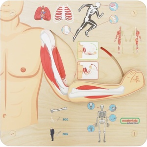MASTERKIDZ TABLICA EDUKACYJNA UKŁAD MIĘŚNIOWO-SZKIELETOWY ME15778