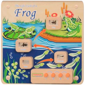 MASTERKIDZ TABLICA ŚCIENNA EDUKACYJNA CYKL ŻYCIA ŻABY ME13224
