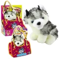 Piesek Husky W Torebce Pluszowy Maskotka Przytulanka Biało Szary