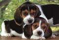 Puzzle 500 HQC SZCZENIACZKI BEAGLE PIESKI Plakat Clementoni 35536